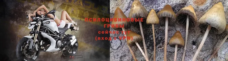 Псилоцибиновые грибы Psilocybe  Собинка 